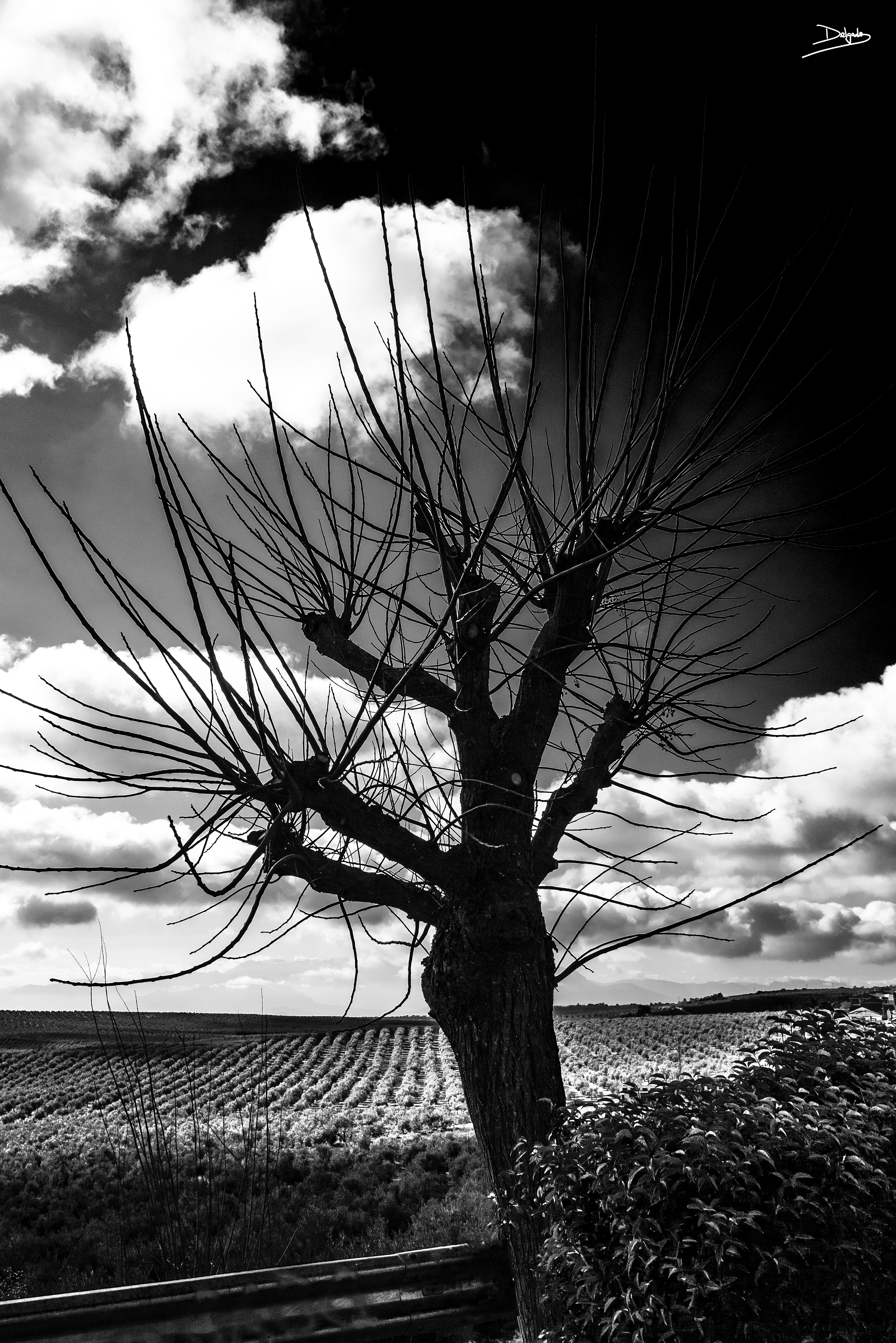 Foto del día: Esperando a florecer